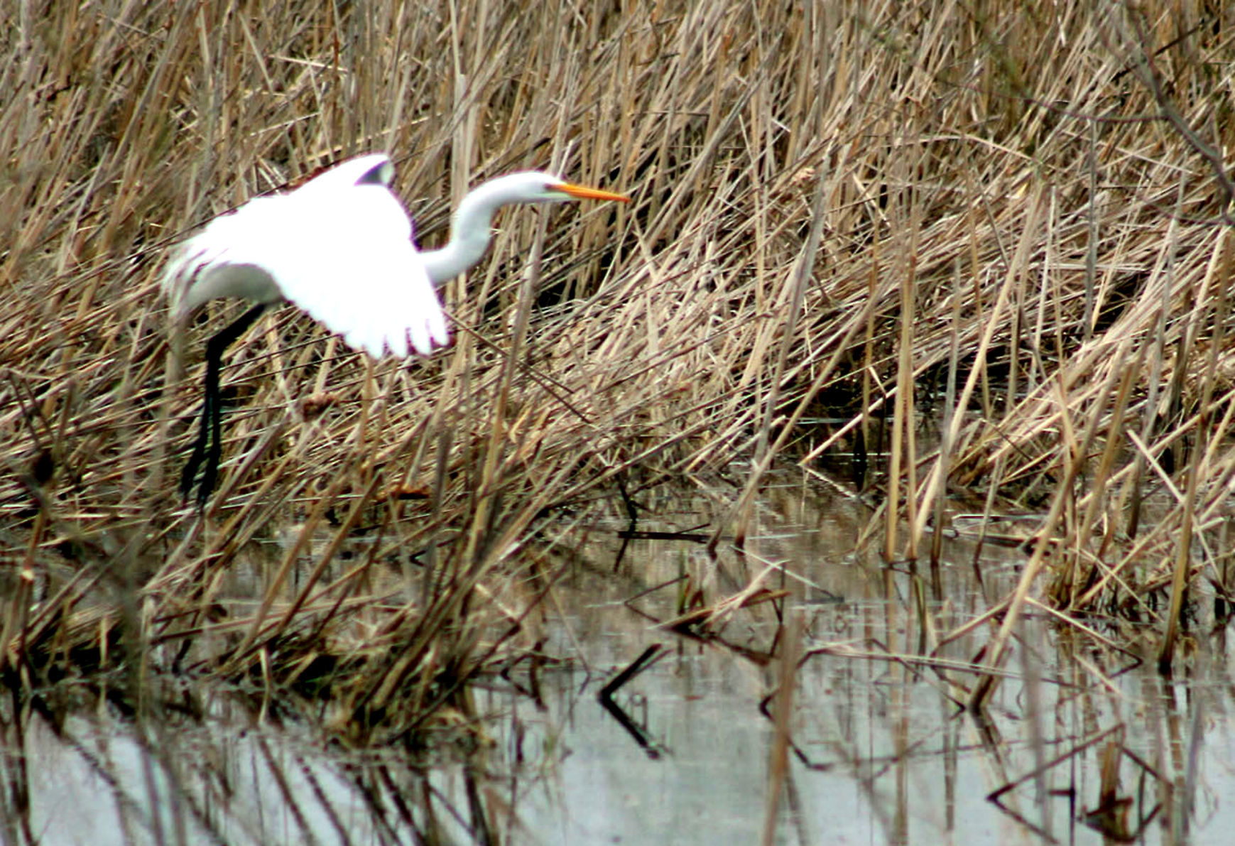 Great egret (copy)